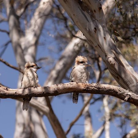 Avoca Cottages Victoria エクステリア 写真