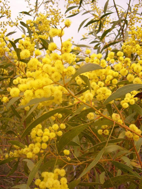 Avoca Cottages Victoria エクステリア 写真