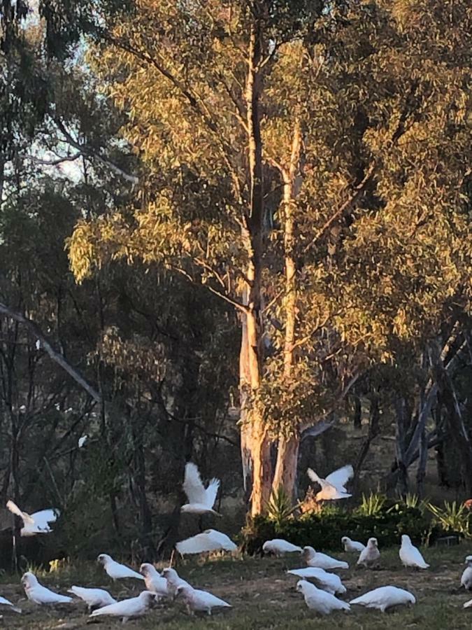 Avoca Cottages Victoria エクステリア 写真